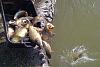 Click pe imagine pentru versiune mai mare.
Nume: 17504424_1442414275809090_2143242789560880783_o.jpg
Afișări: 3724
Mărime: 98,0 KB
ID: 1213